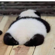 쎄나ㅏ