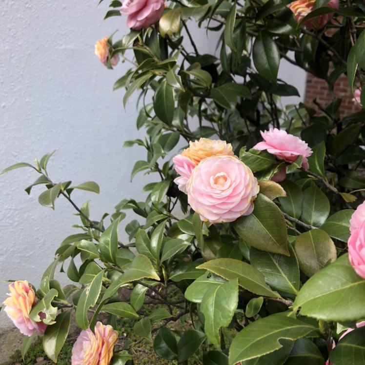 여리꽃 프로필