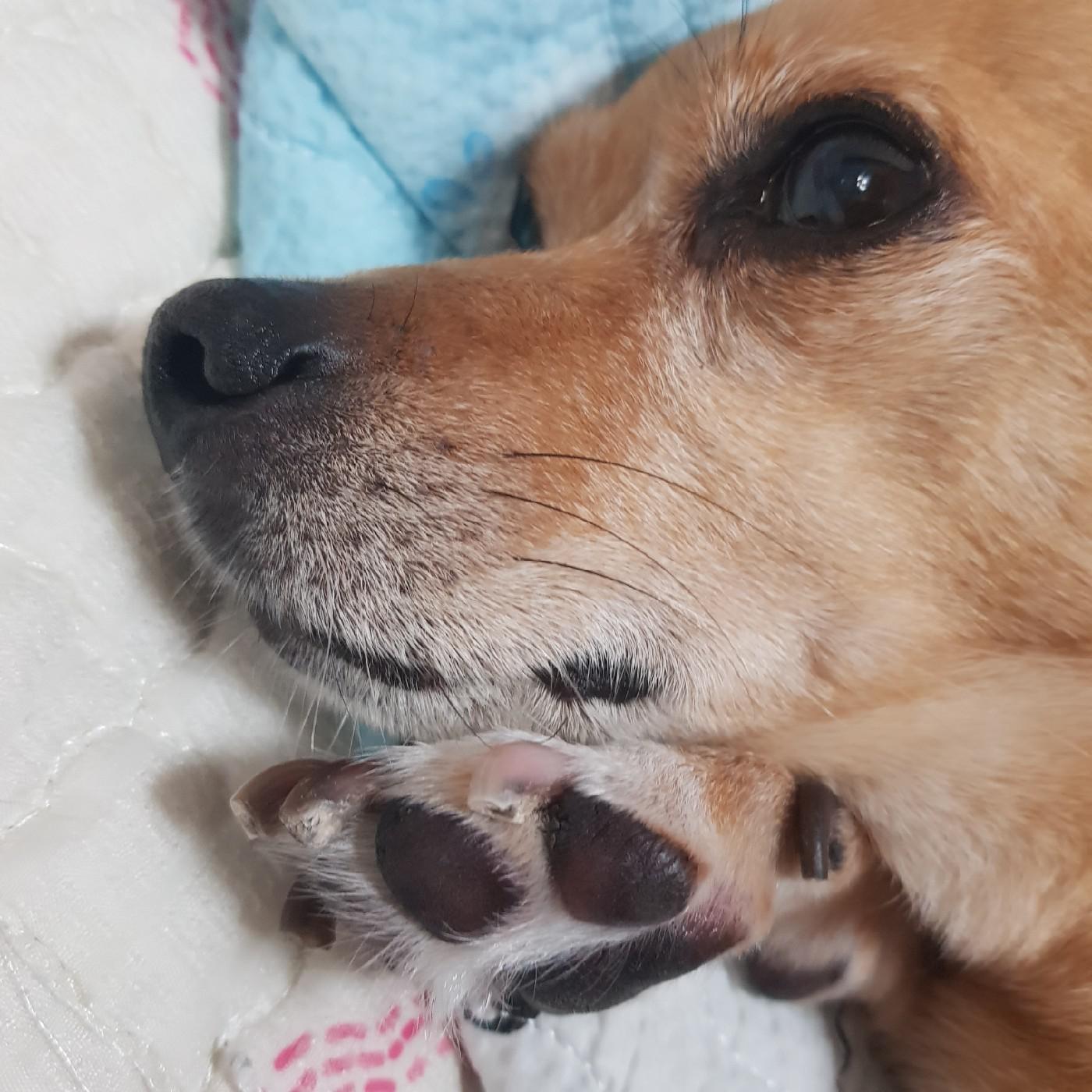 찌나룽 프로필