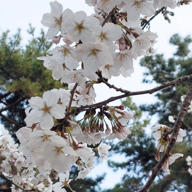 차녹 프로필