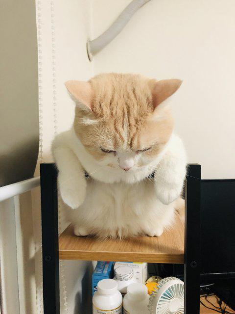 Boa.S 프로필