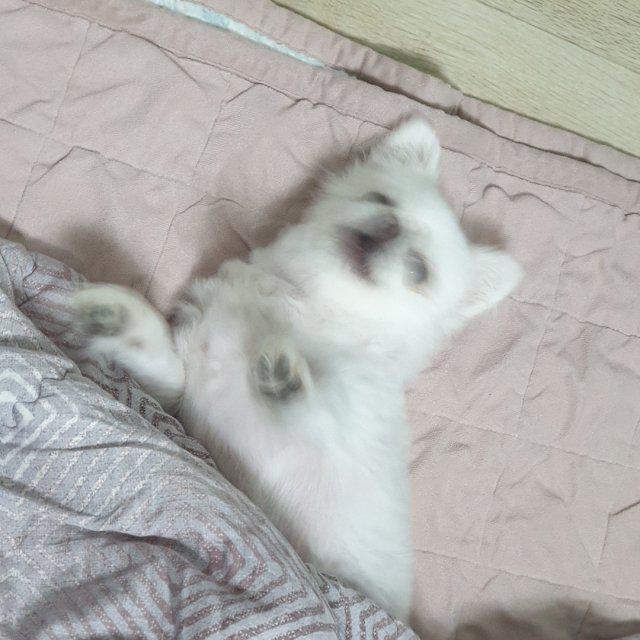 피쓩 프로필