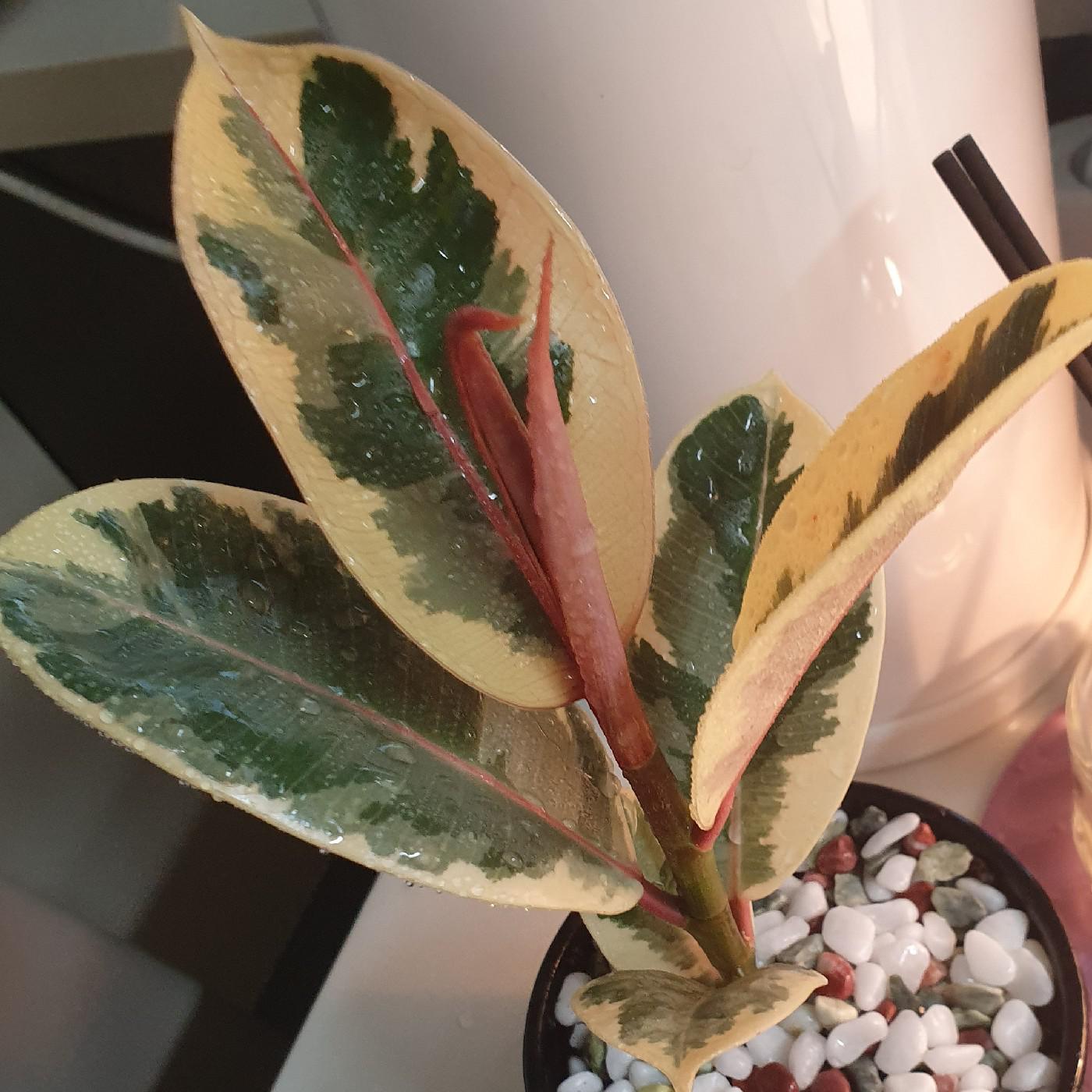졍졍O 프로필