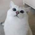 소재이