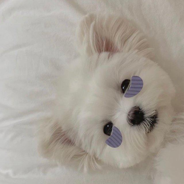 황포도 프로필