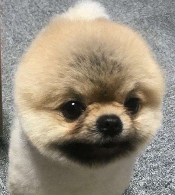 촌잉 프로필