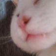 됴됴링됴됴