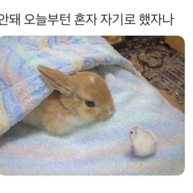 혜닝굴 프로필