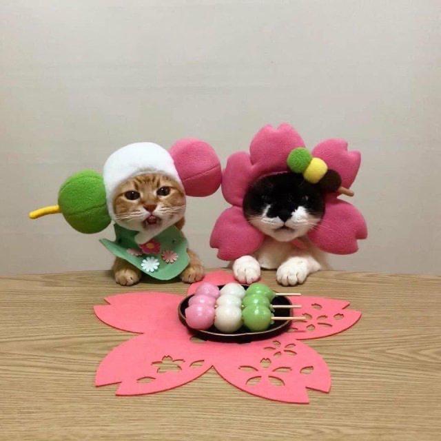 바나느 프로필