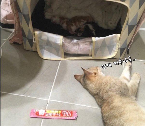 미야옹7 프로필