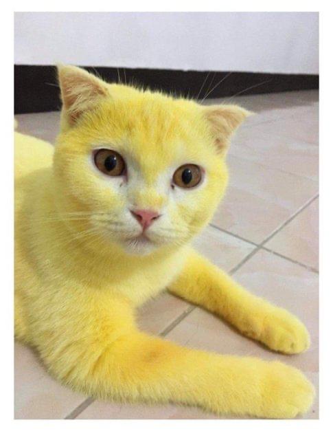 호호하하허허 프로필