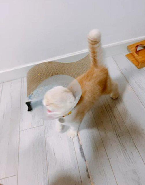 루이이모 프로필