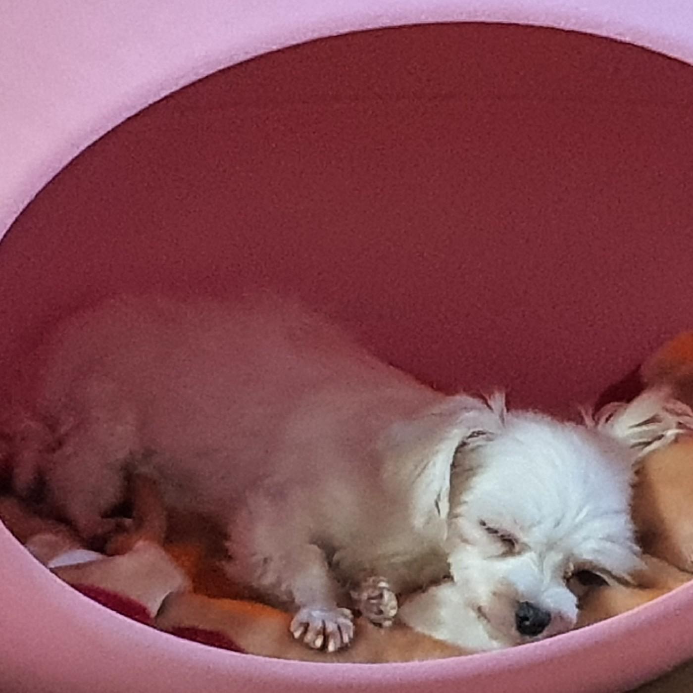 쏜양이 프로필