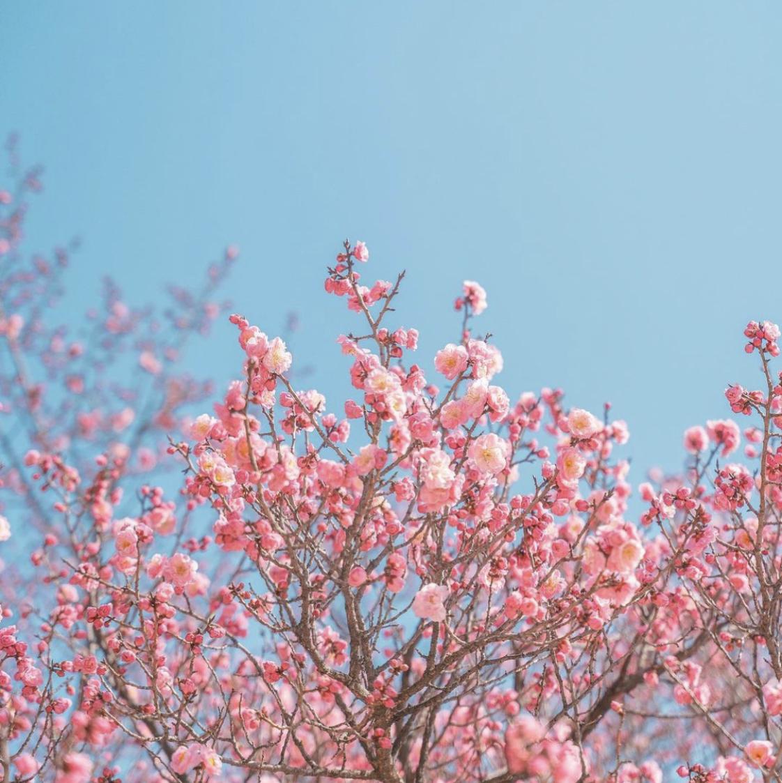 팔렛좁은라여 프로필