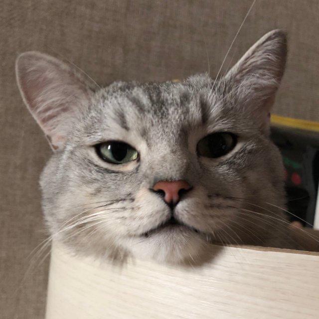 율리탱 프로필