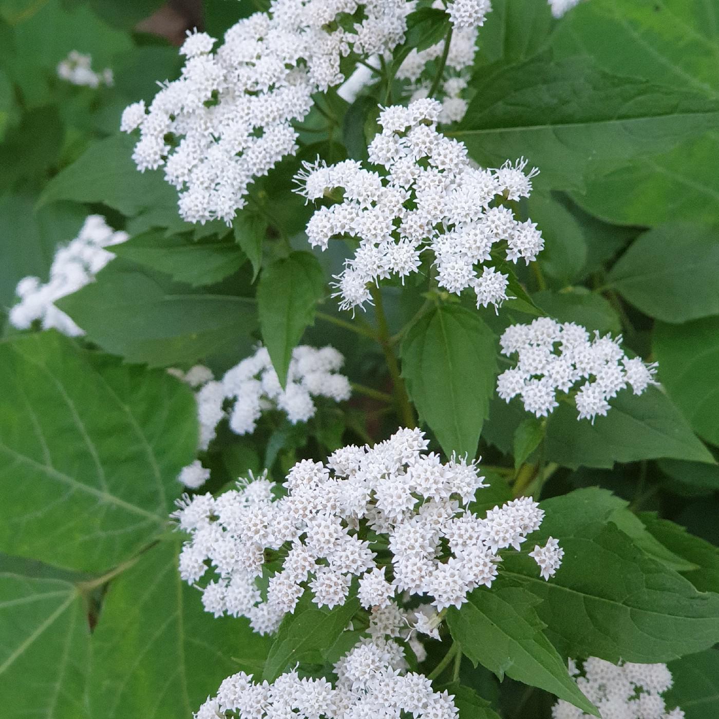 빈마마G 프로필