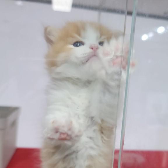 꿀냥잉 프로필