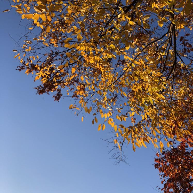 Juu 프로필
