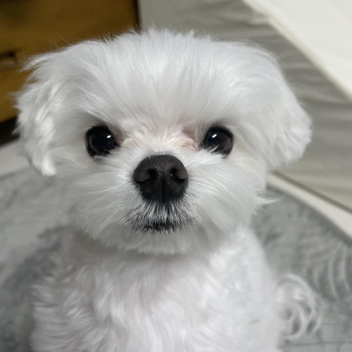 뽀짝이네 프로필