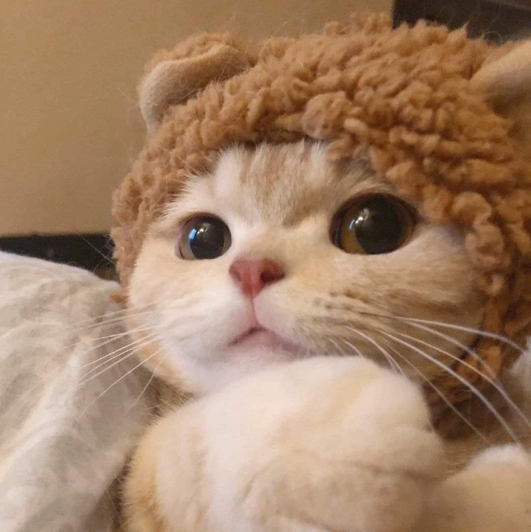 쭈븉 프로필