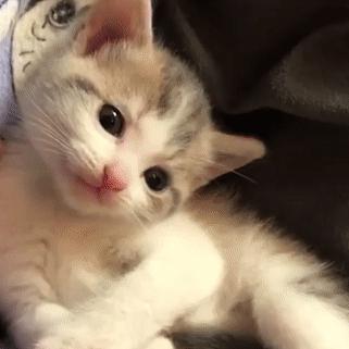 구웃데이 프로필