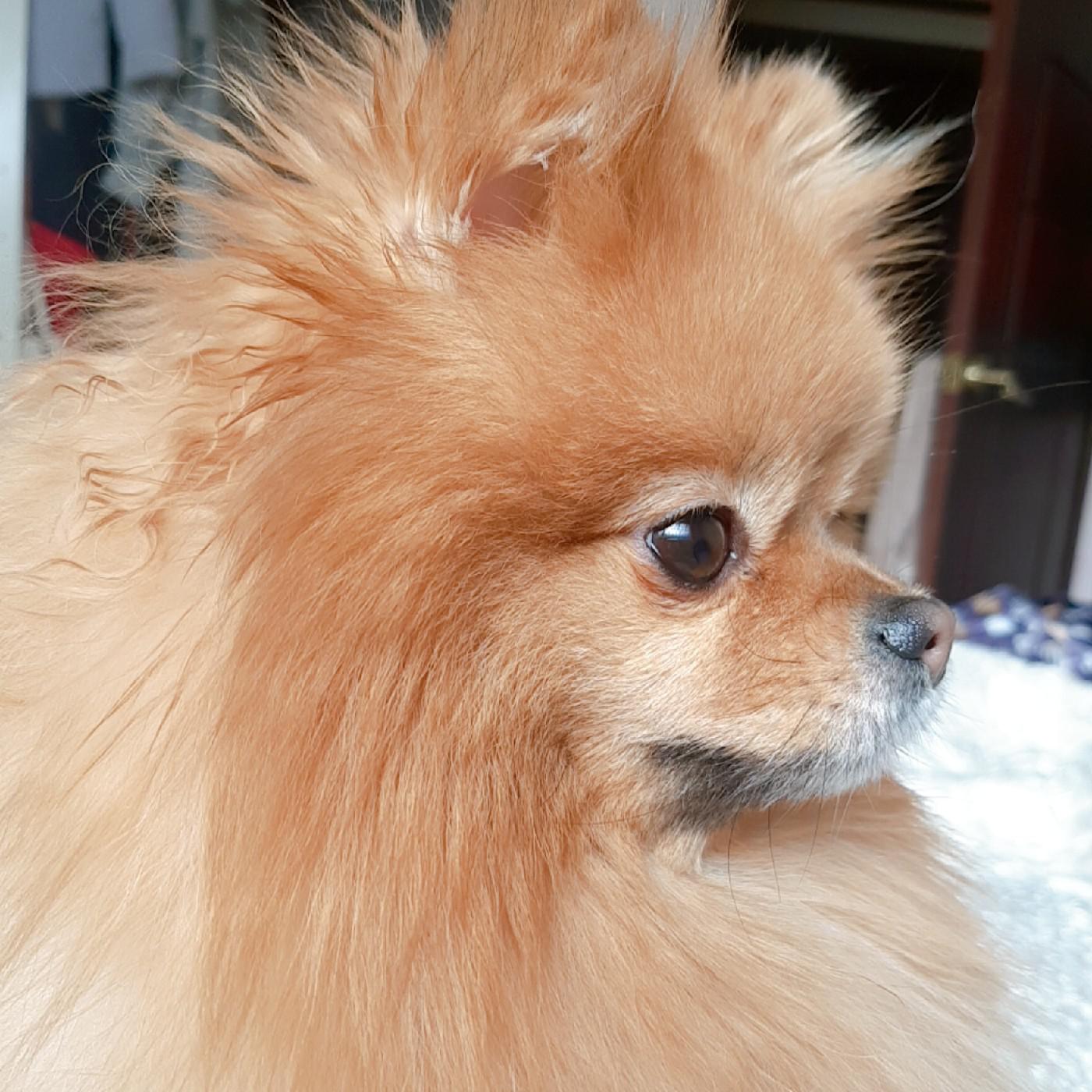 우비니하으니 프로필