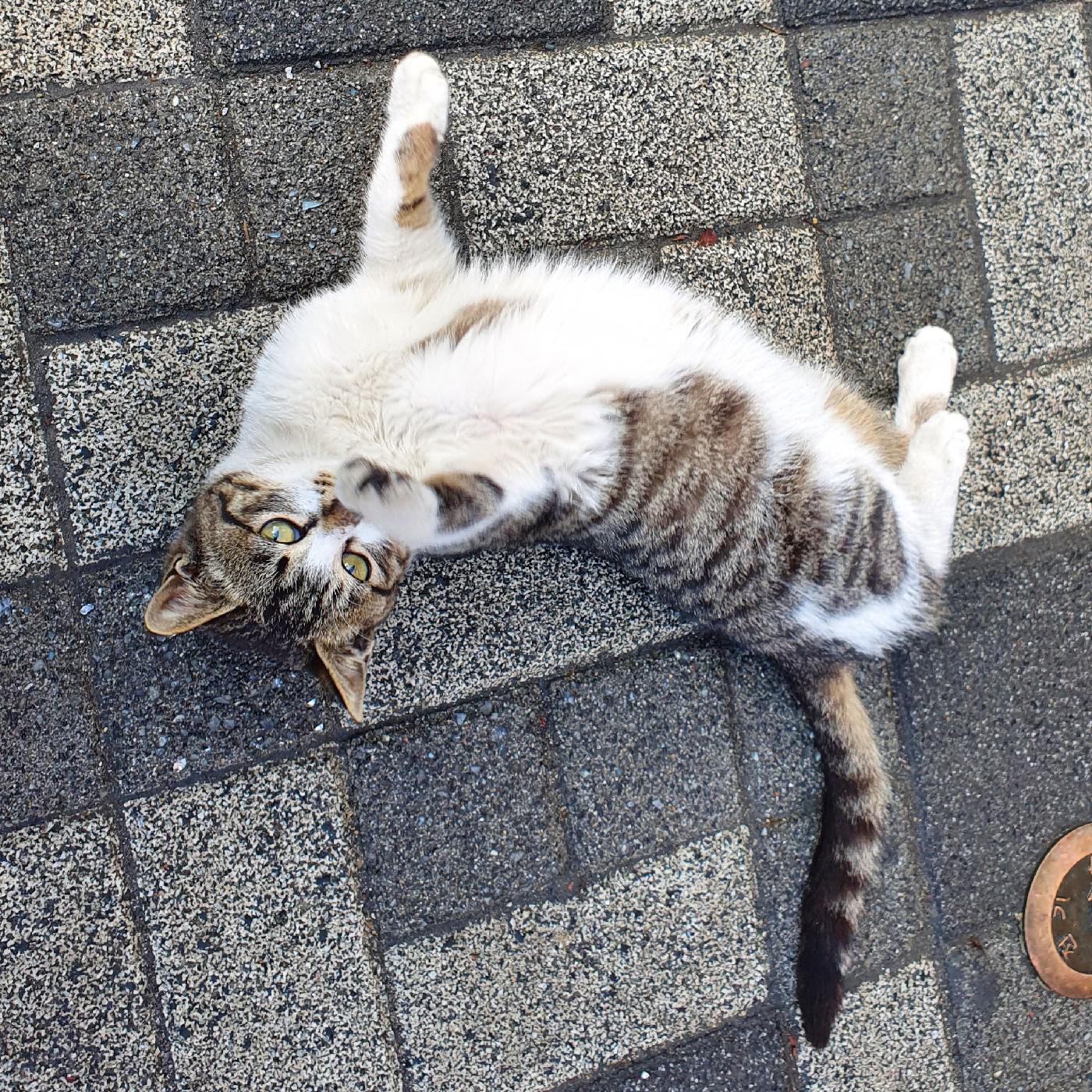 게으른고양이 프로필