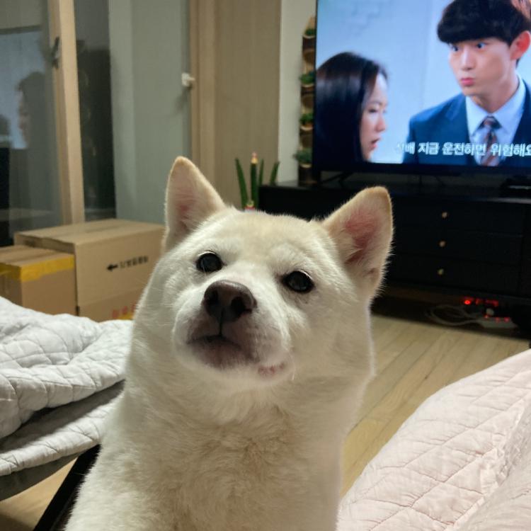 휘휘티휘휘티 프로필