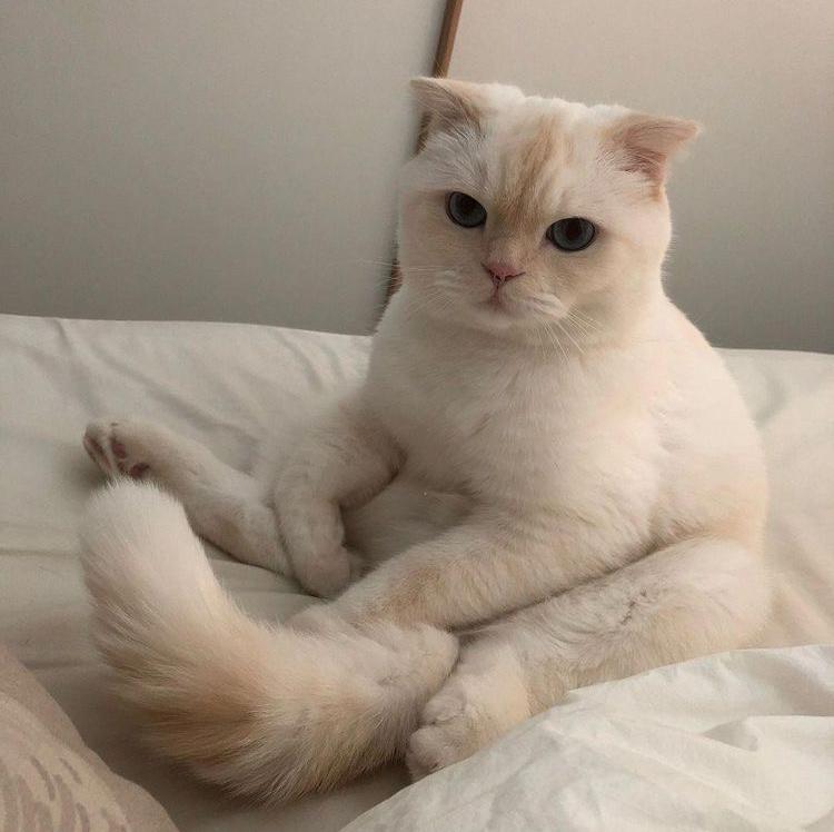 망고보라 프로필