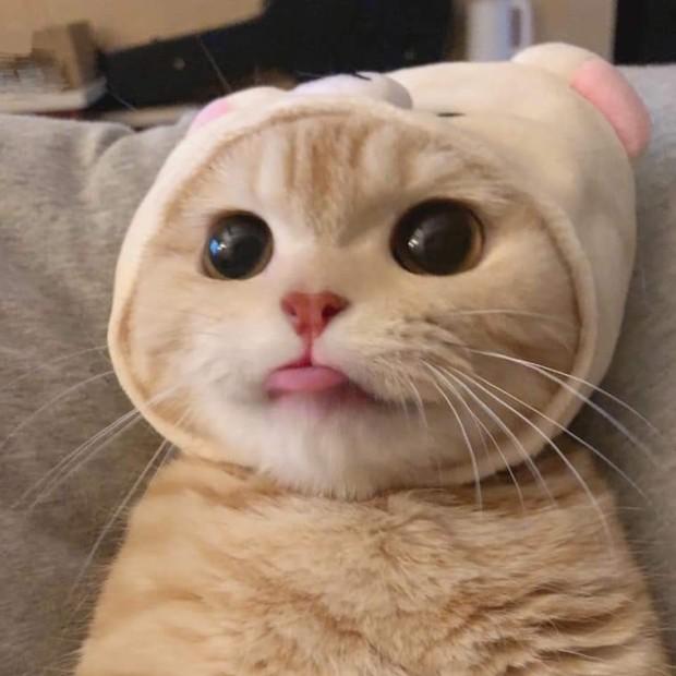 니묘오 프로필