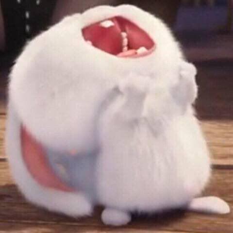 냥뇽녕 프로필