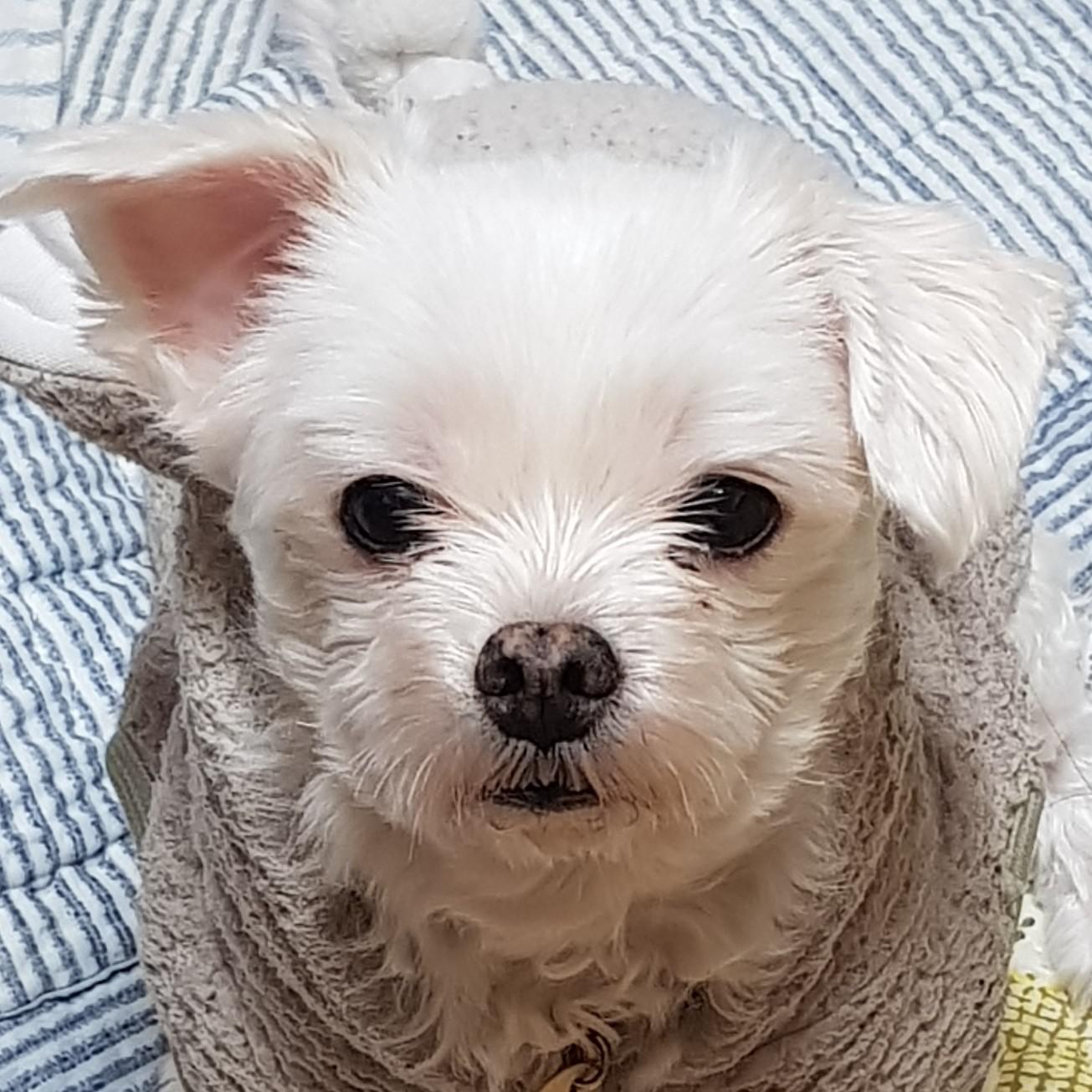 예진몽 프로필