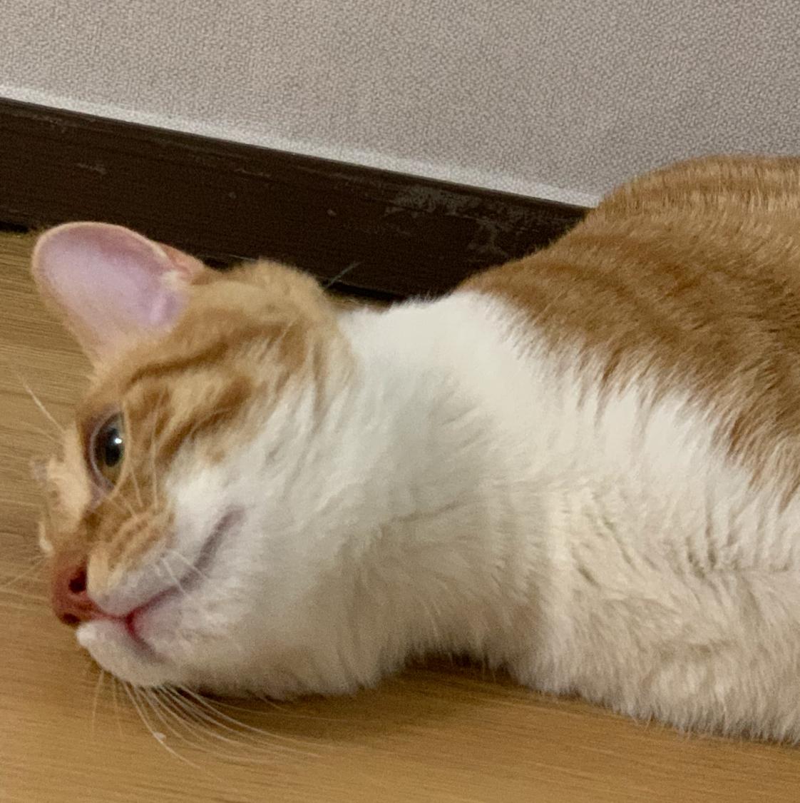 고니꽁냥 프로필