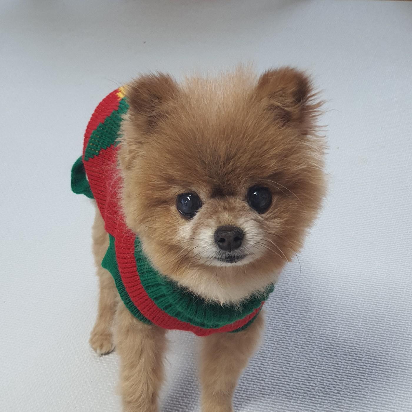 오리냥이 프로필