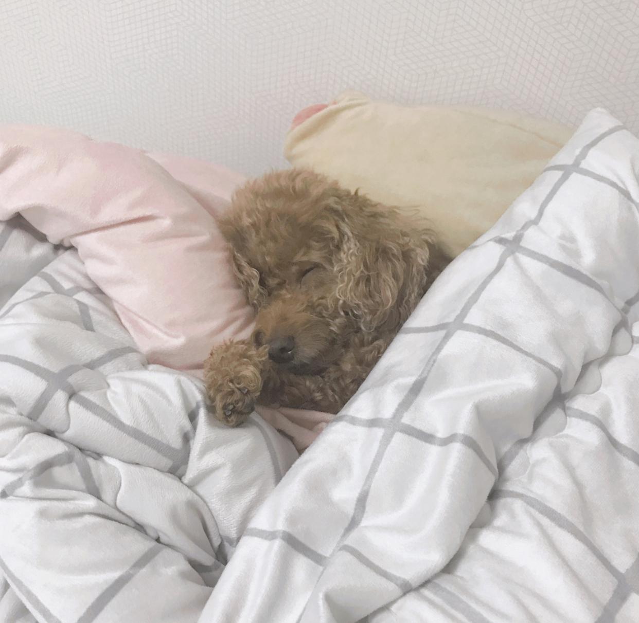 유람선 프로필
