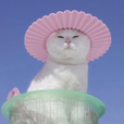 류나니