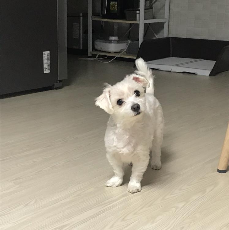 샤니초코 프로필