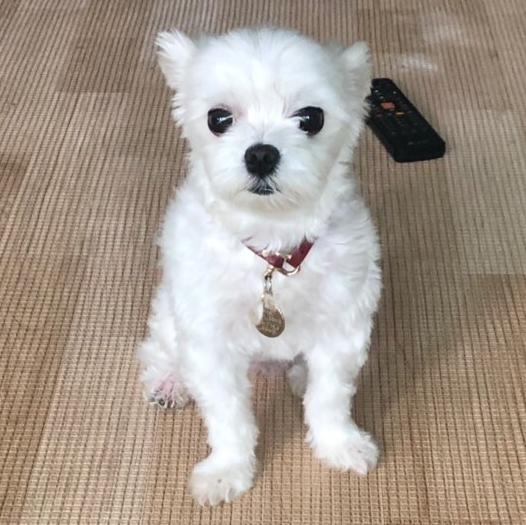 사슴모리 프로필