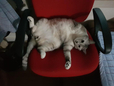 구리구리냥