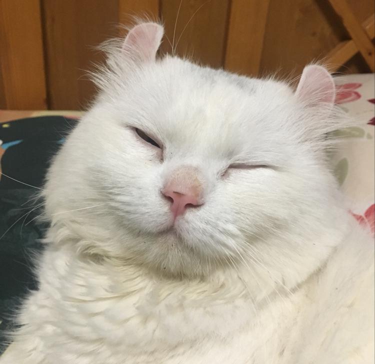 삼솔 프로필
