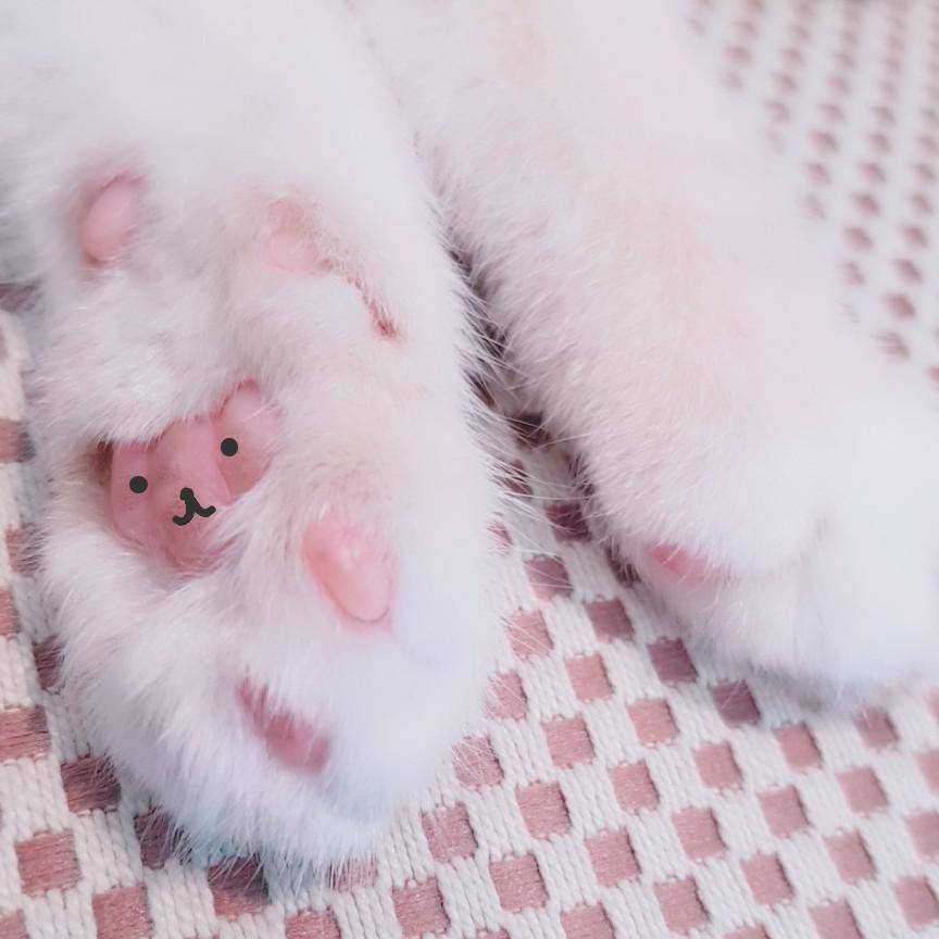 레인제이 프로필