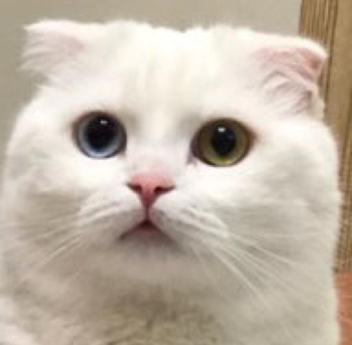 최린 프로필
