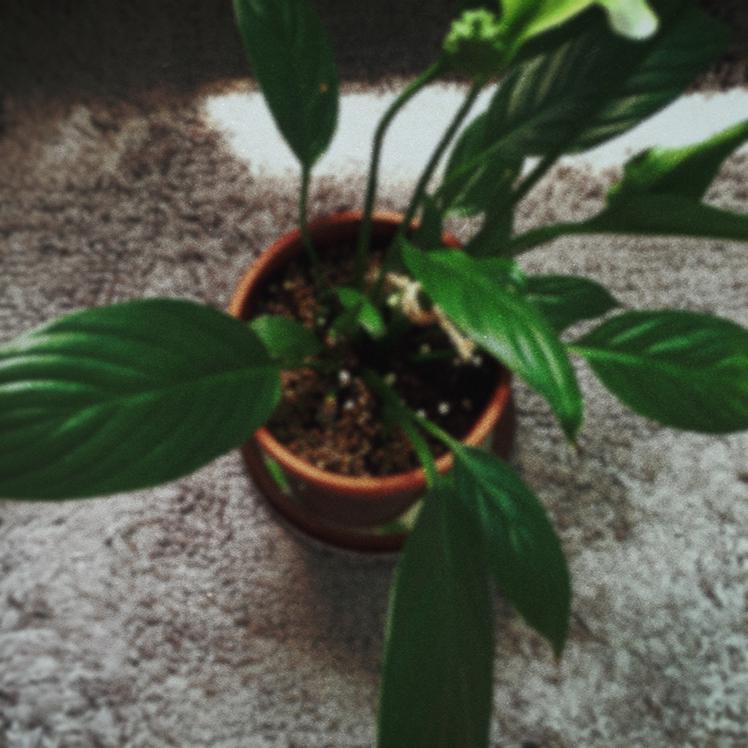 효쁭 프로필