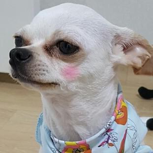 재주소녀 프로필