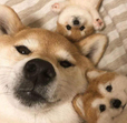 햄볶a