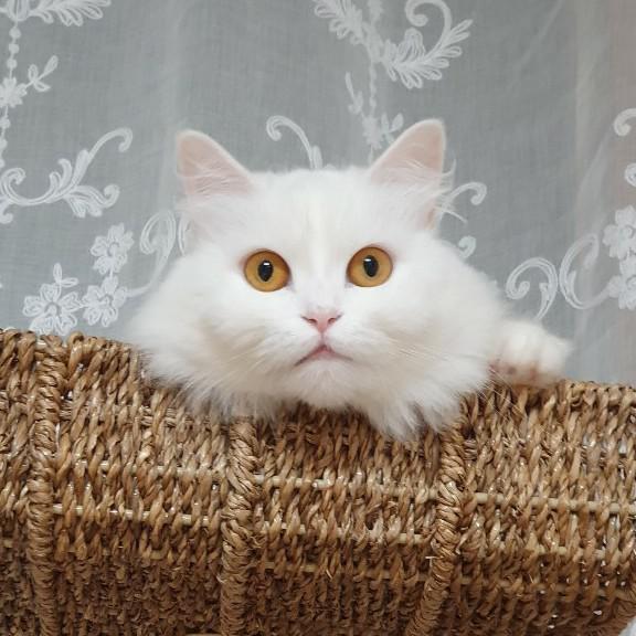 오로라냐옹 프로필