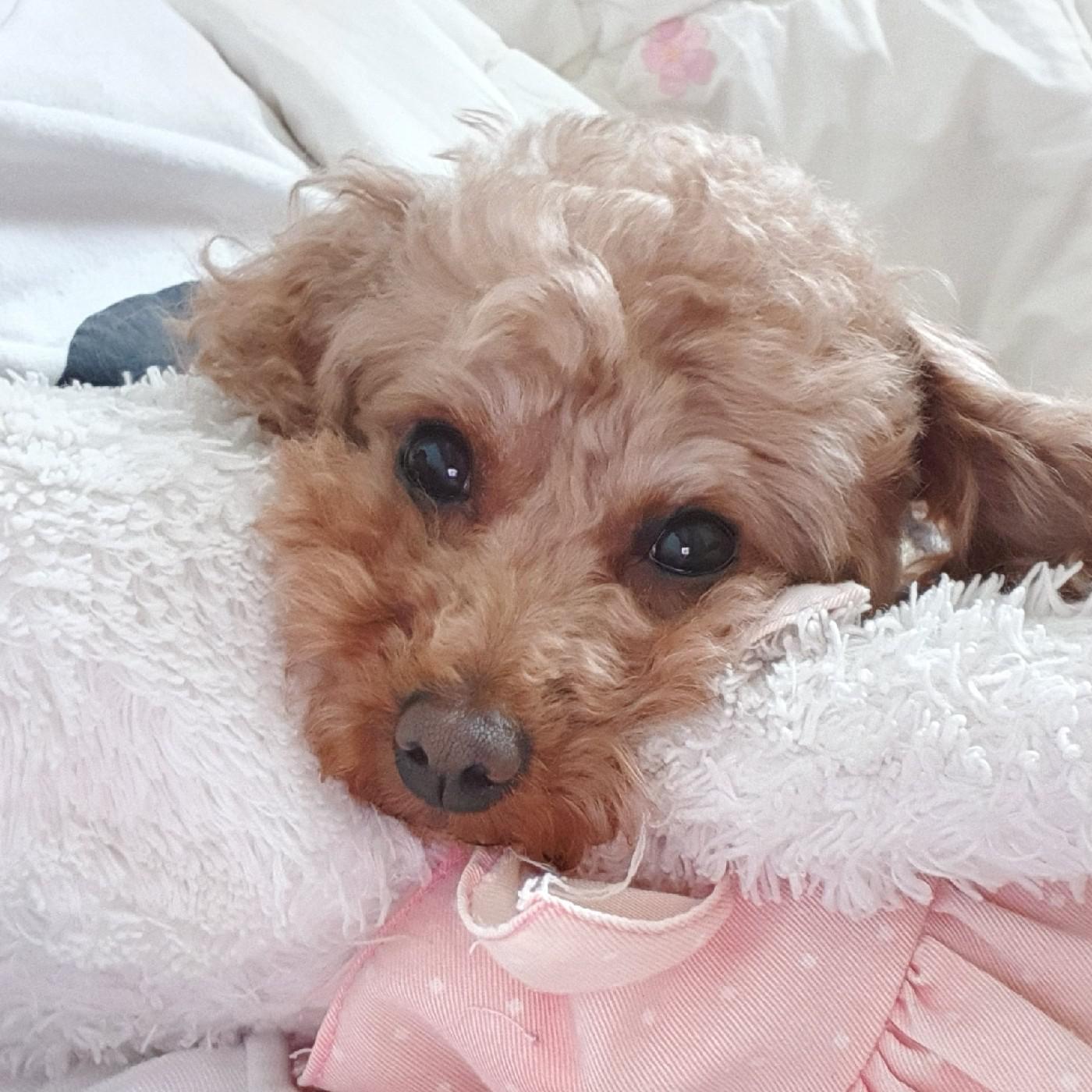ㅈㄹㅁㅇ 프로필