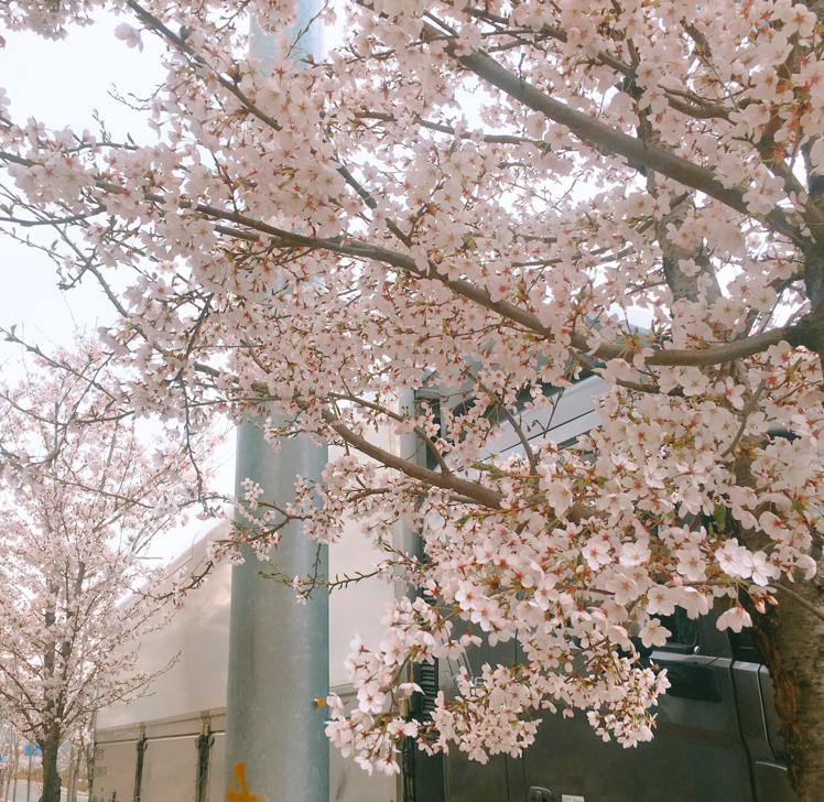 큰햄 프로필