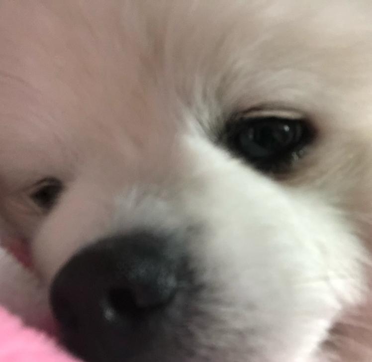 으잠와 프로필
