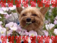 엔젤님
